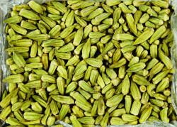 Bonservis Bamya Sivri (3-6) - Bonservis